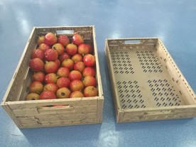 Supermarket Folding Tray