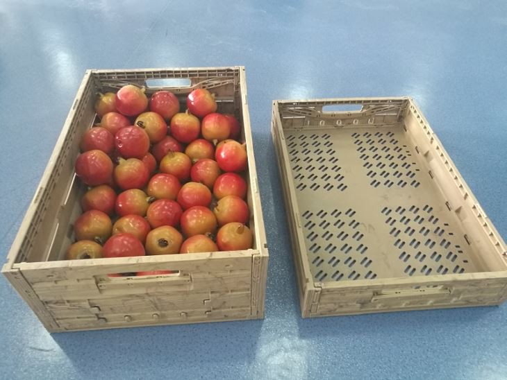 Supermarket Folding Tray